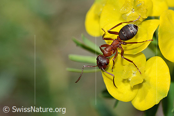 Foto: Blutrote Raubameise (Formica sanguinea) auf Zypressen-Wolfsmilch (Euphorbia cyparissias).  Länge 8mm. Ansicht von schräg oben.