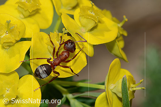 Foto: Blutrote Raubameise (Formica sanguinea) auf Zypressen-Wolfsmilch (Euphorbia cyparissias).  Länge 8mm. Ansicht von oben.
