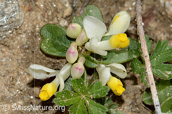 Foto: Buchsblättrige Kreuzblume (Polygala Chamaebuxus). Ganze Pflanze (Habitus).