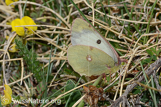 Foto: Wahrscheinlich Goldene Acht (Colias hyale). Flügel geschlossen. Ansicht von der Seite.