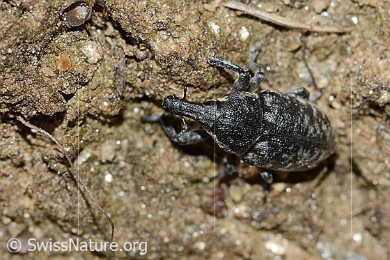Larinus brevis (Rüsselkäfer)