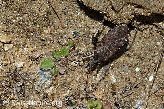 Foto: Dicranocephalus medius (Wolfsmilchwanze). Länge 11mm. Ansicht von oben.