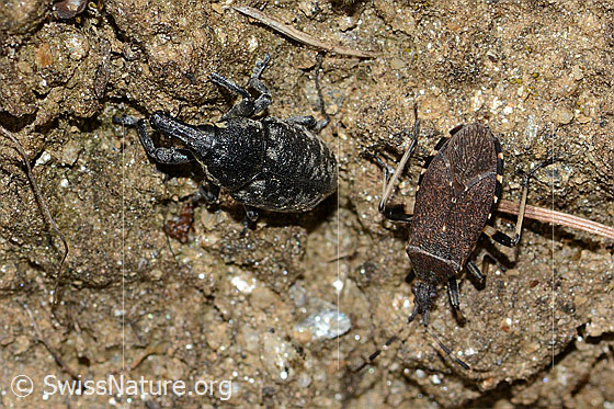 Foto: Wahrscheinlich Larinus brevis (Rüsselkäfer) und Dicranocephalus medius (Wolfsmilchwanze).