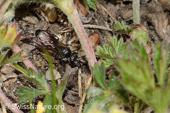 Foto: Wahrscheinlich Gewöhnliche Blutbiene (Sphecodes ephippius). Länge 6mm. Ansicht von oben.