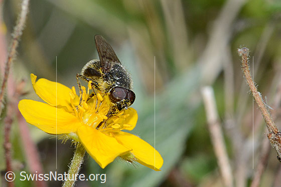 Photo: Probably Cheilosia caerulescens on flower. Length 8 - 11mm. Male. View diagonally from the front.