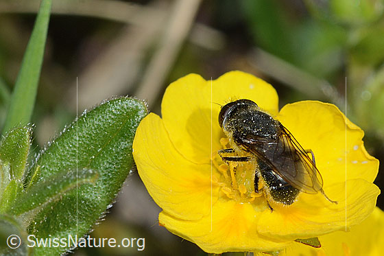 Photo: Probably Cheilosia caerulescens on flower. Length 8 - 11mm. Male. View diagonally from behind.