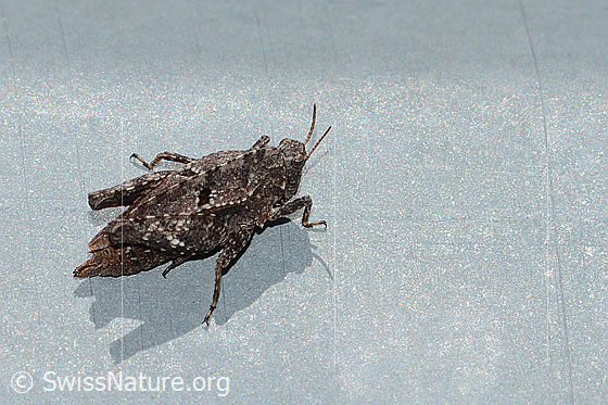 Foto: Zweipunkt-Dornschrecke (Tetrix bipunctata). Länge 10 - 14.5mm. Weibchen. Ansicht von schräg oben.