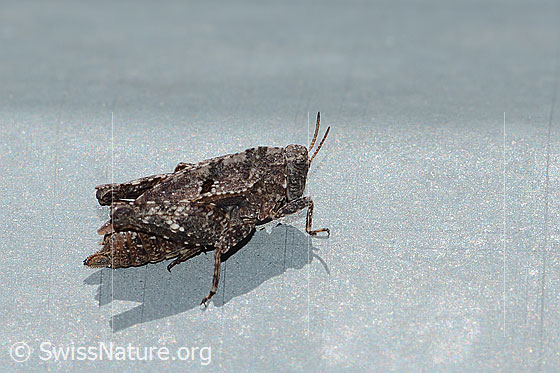Photo: Tetrix bipunctata. Length 10 - 14.5mm. Female. View from the side.