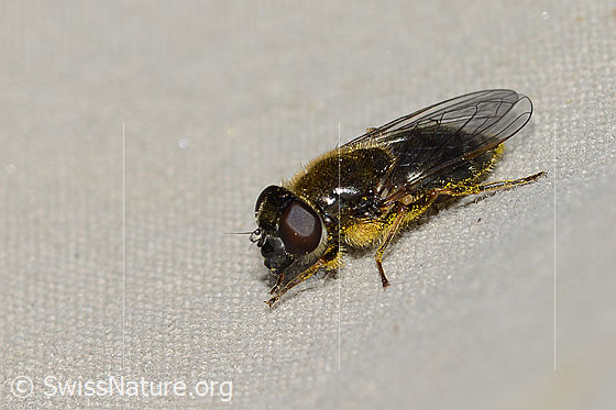 Foto: Wahrscheinlich Gänsedistel-Erzschwebfliege (Cheilosia caerulescens). Länge 9mm. Weibchen. Ansicht von schräg vorne.