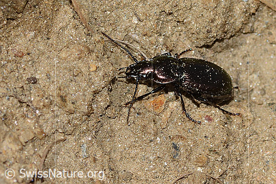 Foto: Wahrscheinlich Metallischer Grabkäfer (Pterostichus burmeisteri). Länge 14mm. Wird auch Metallfarbener Grabkäfer oder Metallischer Schulterläufer genannt. Ansicht von schräg oben.