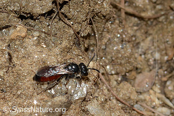 Gewöhnliche Blutbiene (Sphecodes ephippius)