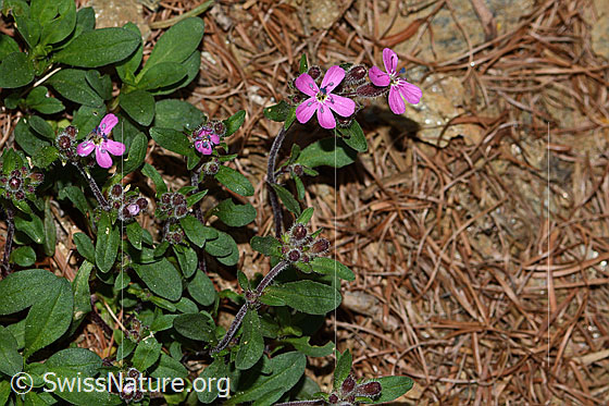 Foto: Rotes Seifenkraut (Saponaria ocymoides). Ganze Pflanze (Habitus).