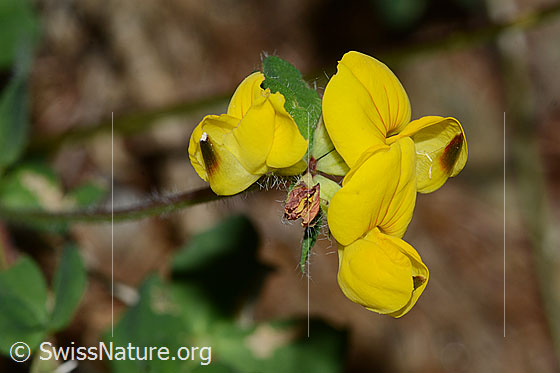 Photo: Lotus alpinus. Blossoms.