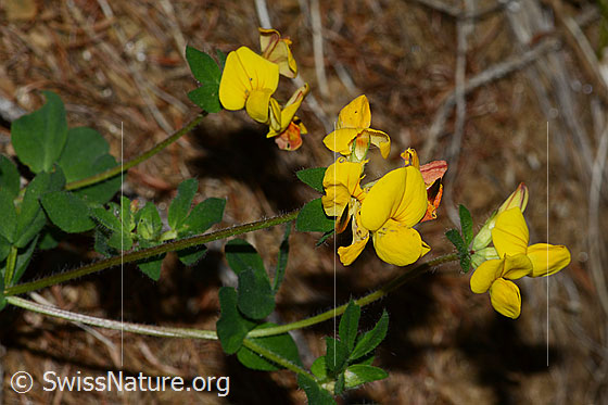 Photo: Lotus alpinus. Blossoms and stem.