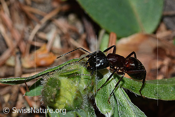 Photo: Camponotus ligniperda. Length 13mm. View diagonally from the front.