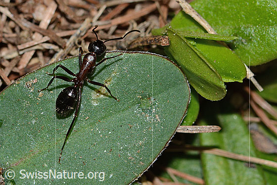Photo: Camponotus ligniperda. Length 13mm. View from above.