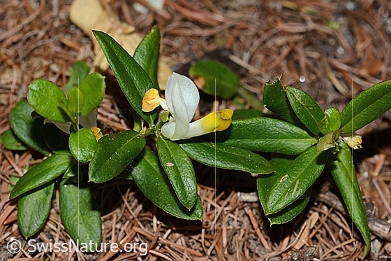 Photo: Polygala Chamaebuxus. Whole plant (habiti).