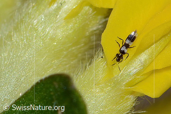 Photo: Aeolothrips ericae (Thrips) on Anthyllis vulneraria ssp. Alpestris. Length 2mm. Female. View from diagonally above.