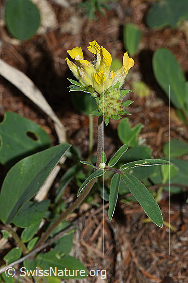 Photo: Anthyllis vulneraria ssp. Alpestris. Whole plant (habiti).