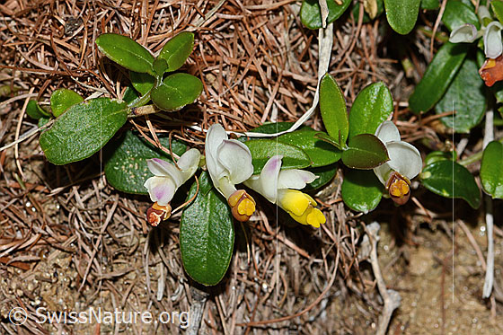 Foto: Buchsblättrige Kreuzblume (Polygala Chamaebuxus). Ganze Pflanze (Habitus).
