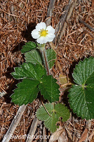 Photo: Fragaria vesca. Whole plant (habiti).