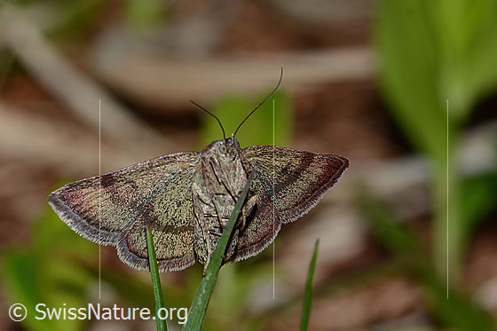 Photo: Probably Phytometra viridaria. Wings open. View from diagonally below.