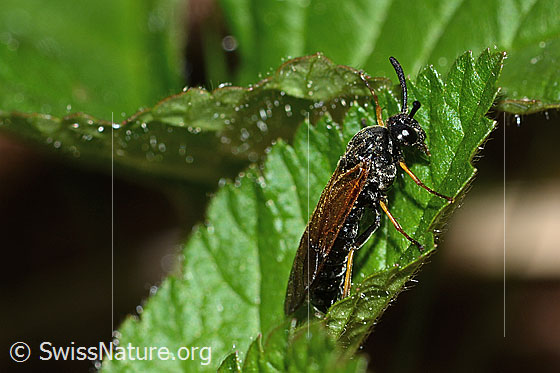 Foto: Arge ustulata (Bürstenhornblattwespe). Länge 8mm. Weibchen. Ansicht von der Seite.