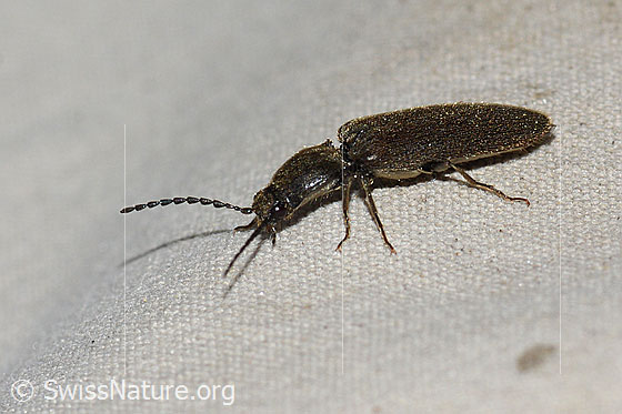 Schwarzer Zwerg-Schnellkäfer (Limonius minutus)