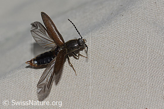 Foto: Schwarzer Zwerg-Schnellkäfer (Limonius minutus). Länge 9mm. Flügel geöffnet. Ansicht von der Seite.