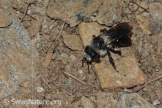 Photo: Andrena cineraria. Length 14mm. Female. View from the side above.
