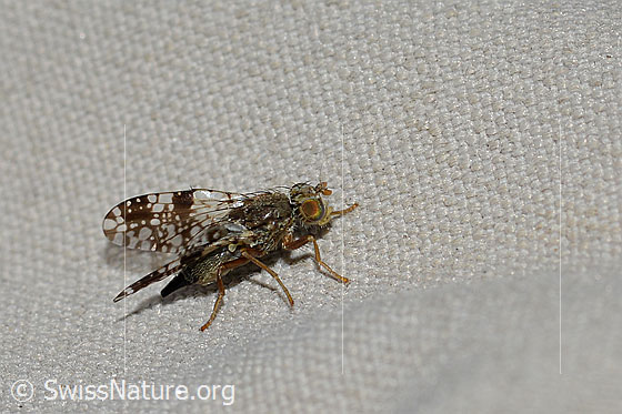 Photo: Tephritis conyzifoliae. Length 5mm. View from the side.
