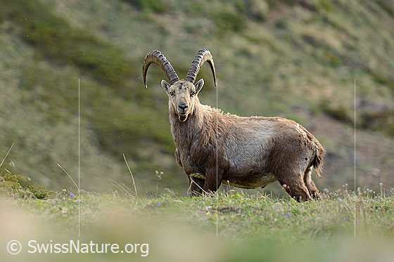Foto: Alpensteinbock (Capra ibex). Männchen mit grossen Hörnern.
Familie: Bovidae (Hornträger)
Gattung: Capra (Ziegen)
