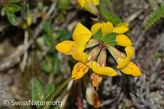 Foto: Gewöhnlicher Hornklee (Lotus corniculatus). Blüten. Ansicht von oben.