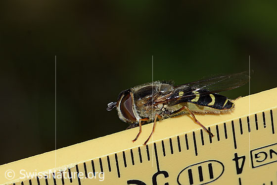 Foto: Frühe Grossstirnschwebfliege (Scaeva selenitica). Länge 13mm. Weibchen. Ansicht von der Seite.