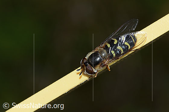 Foto: Frühe Grossstirnschwebfliege (Scaeva selenitica). Länge 13mm. Weibchen. Ansicht von oben.