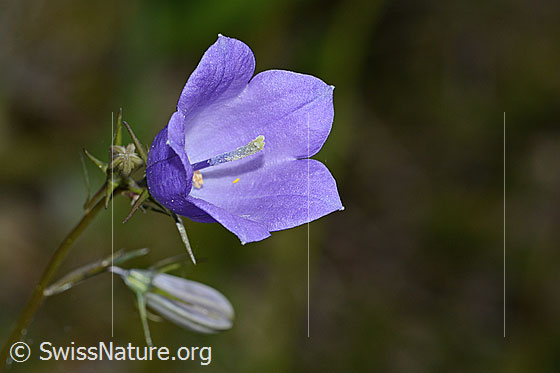 Photo: Probably Campanula rhomboidalis. Blossom. View diagonally from the front.