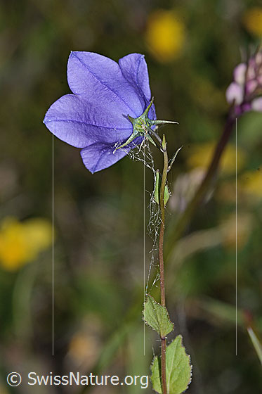 Photo: Probably Campanula rhomboidalis. Blossom and stem.