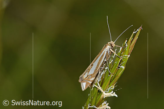 Photo: Probably Crambus lathoniellus. View from the side.