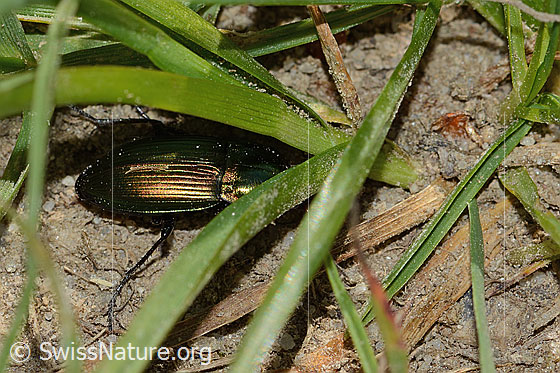 Photo: Poecilus cupreus. Length 11mm. The beetle tries to hide under blades of grass.