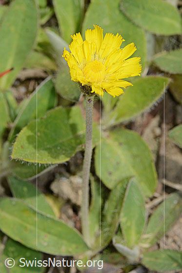 Foto: Wahrscheinlich Langhaariges Habichtskraut (Hieracium pilosella). Ganze Pflanze (Habitus).
