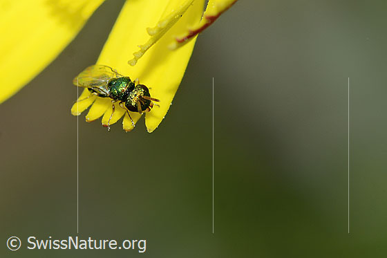 Foto: Erzwespe aus der Familie Pteromalidae auf Blume. Länge 3mm. Ansicht von schräg vorne.