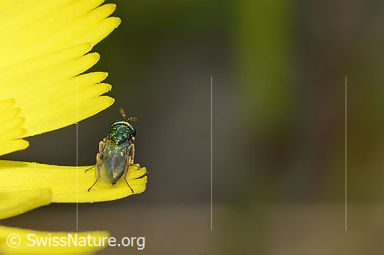 Foto: Erzwespe aus der Familie Pteromalidae auf Blume. Länge 3mm. Ansicht von hinten.
