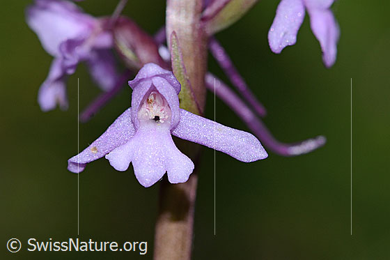Foto: Langspornige Handwurz (Gymnadenia conopsea). Blüte.