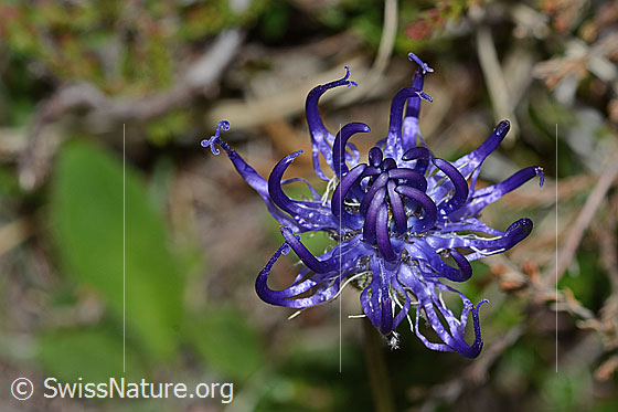 Foto: Rundköpfige Rapunzel (Phyteuma orbiculare). Blüte. Ansicht von oben.