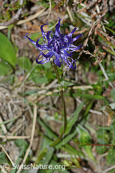 Foto: Rundköpfige Rapunzel (Phyteuma orbiculare). Ganze Pflanze (Habitus). Ansicht von schräg oben.