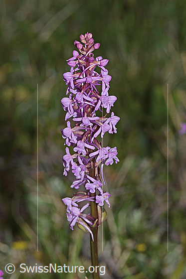 Foto: Langspornige Handwurz (Gymnadenia conopsea). Blütenstand und Stängel.