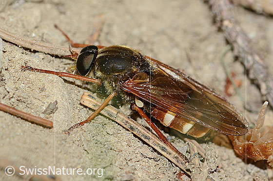 Foto: Coenomyia ferruginea (Stinkfliege). Länge 17mm. Männchen. Ansicht von der Seite.