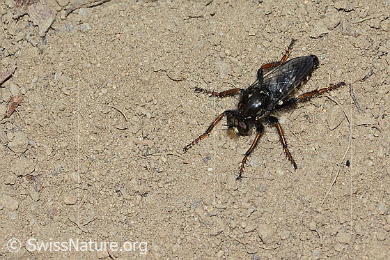 Foto: Gefleckte Makelfliege (Cyrtopogon maculipennis). Länge 14mm. Weibchen. Ansicht von schräg oben.