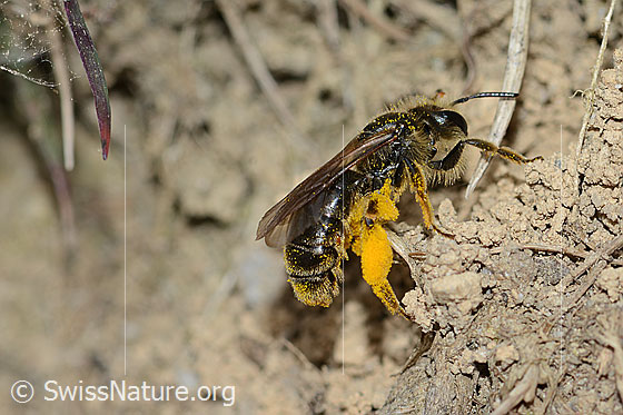 Foto: Gewöhnliche Dörnchensandbiene (Andrena humilis). Länge 10mm. Weibchen. Ansicht von der Seite.