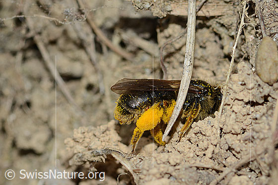 Foto: Gewöhnliche Dörnchensandbiene (Andrena humilis). Länge 10mm. Weibchen. Ansicht von der Seite. The bee hatches into its brood cavity.